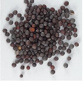 Sarso (Mustard Seeds )